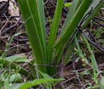 Spring spiderlily